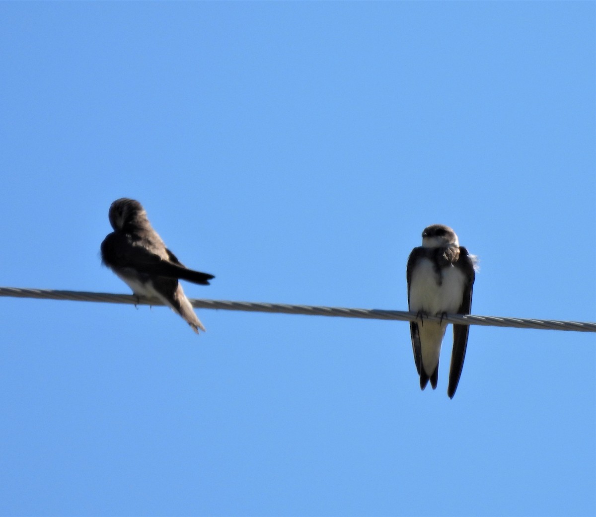 Bank Swallow - Rick Bennett