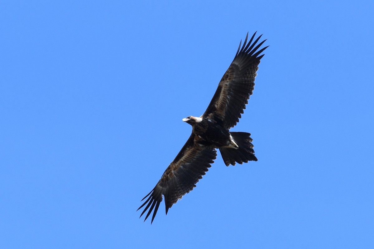 Wedge-tailed Eagle - ML454313031