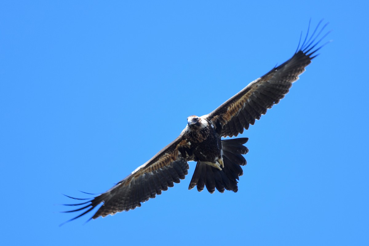 Wedge-tailed Eagle - ML454313041