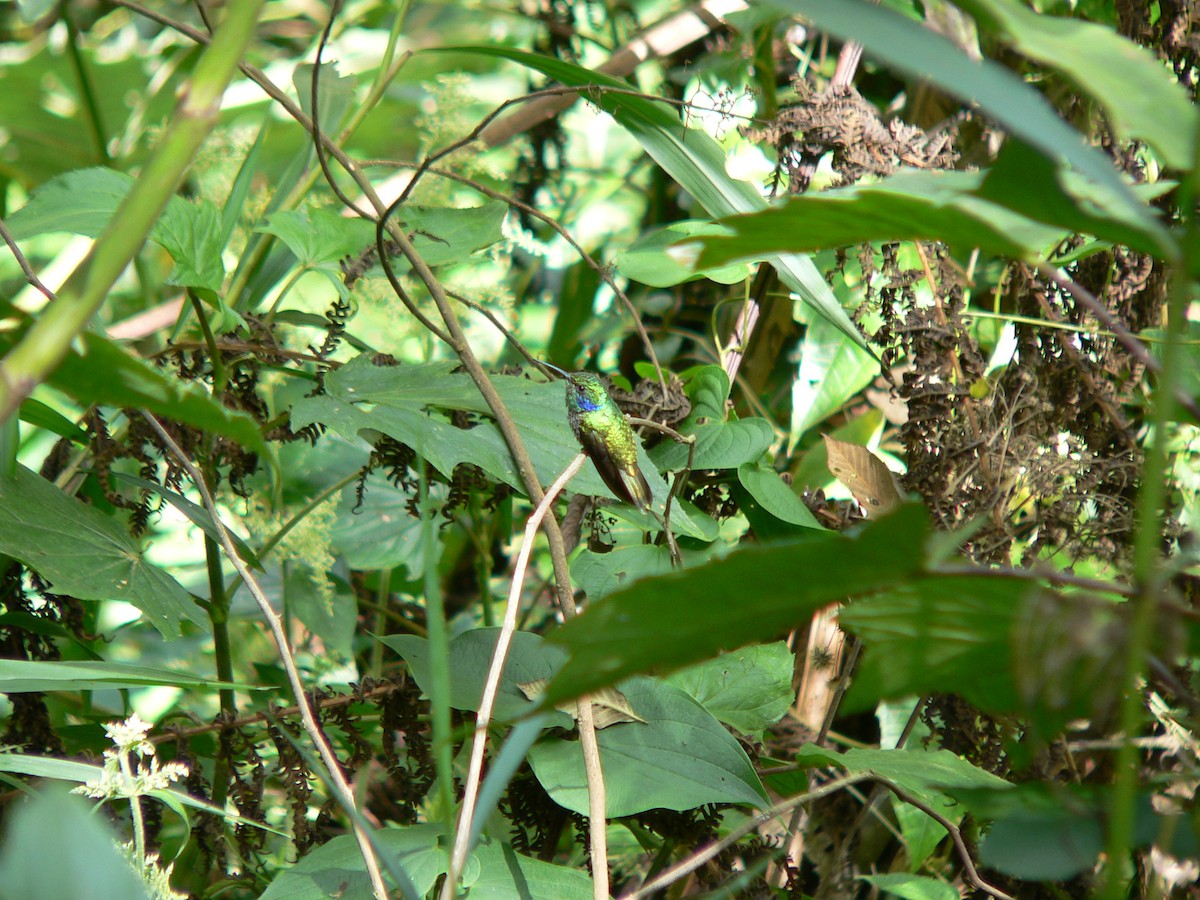 Berg-Veilchenohrkolibri - ML454313451