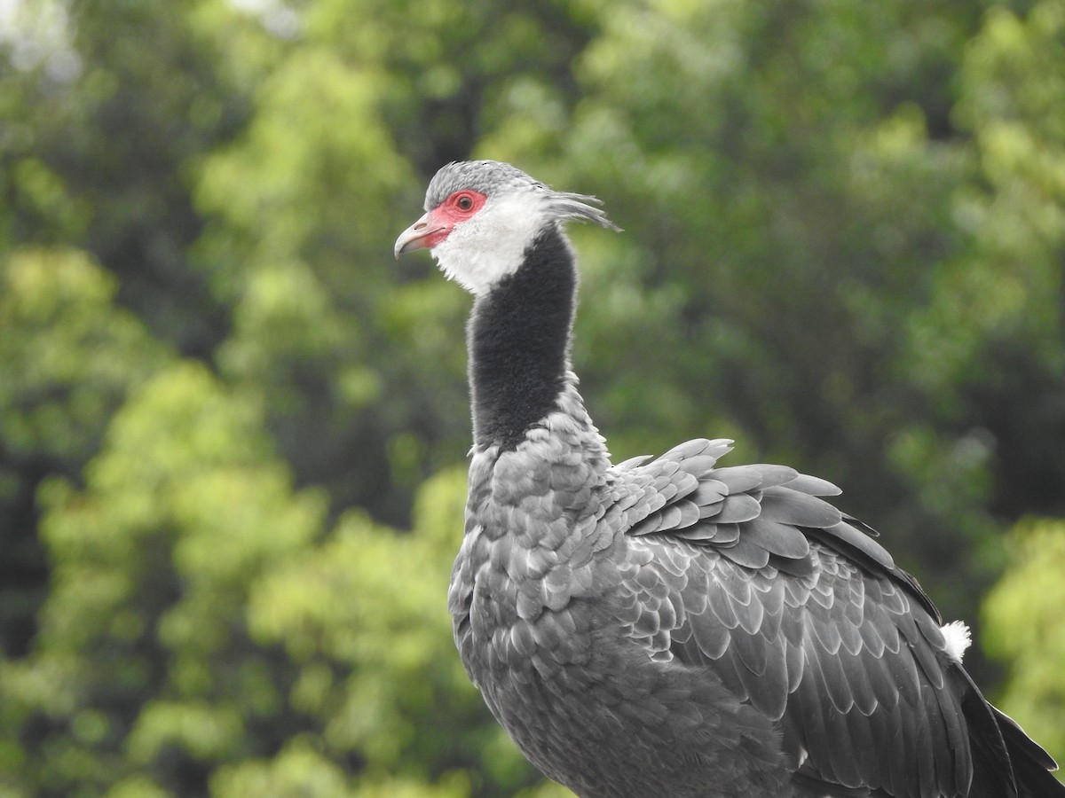 Northern Screamer - ML454313911