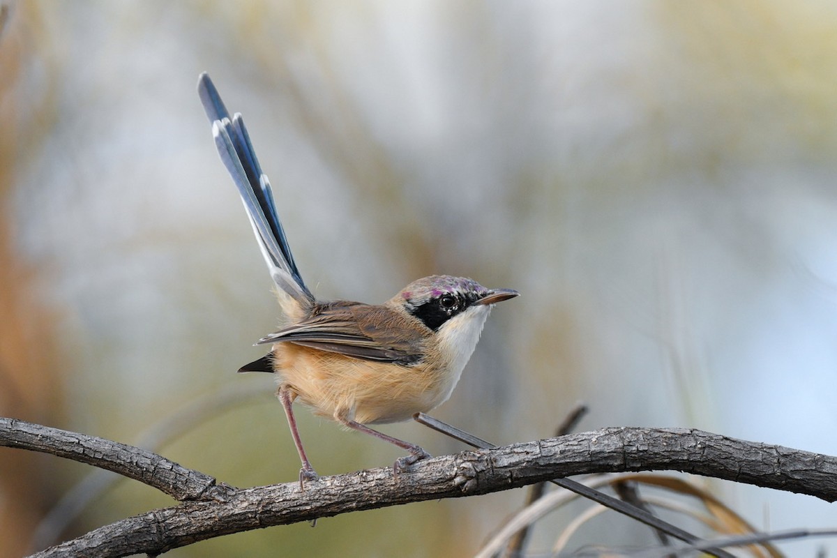 Purple-crowned Fairywren - ML454313981