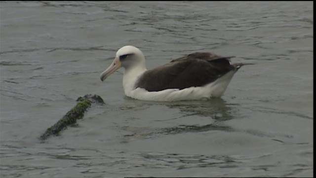 laysanalbatross - ML454314