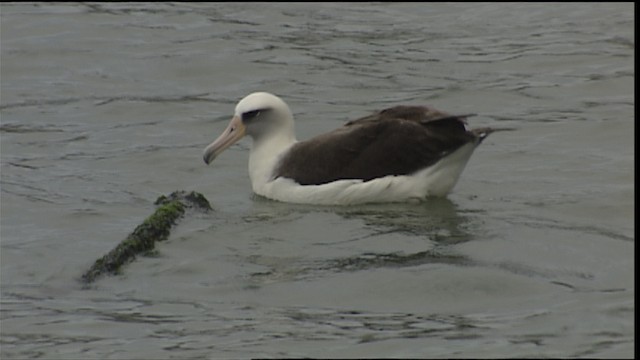 Laysan Albatrosu - ML454314