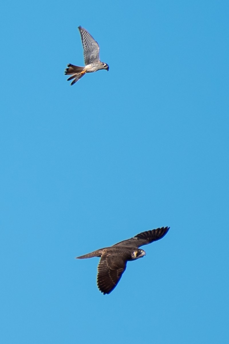 Halcón Peregrino - ML454314101