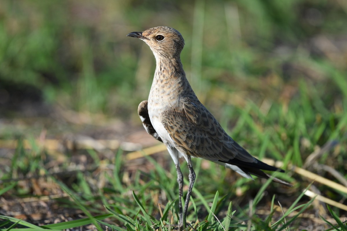 Australian Pratincole - ML454314181