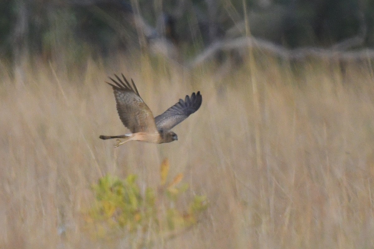 Spotted Harrier - ML454314211