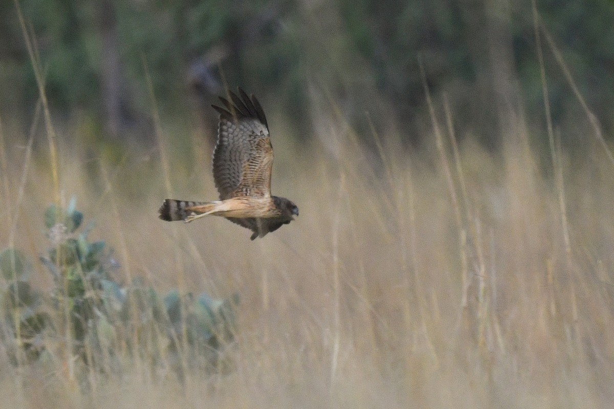 Spotted Harrier - ML454314221