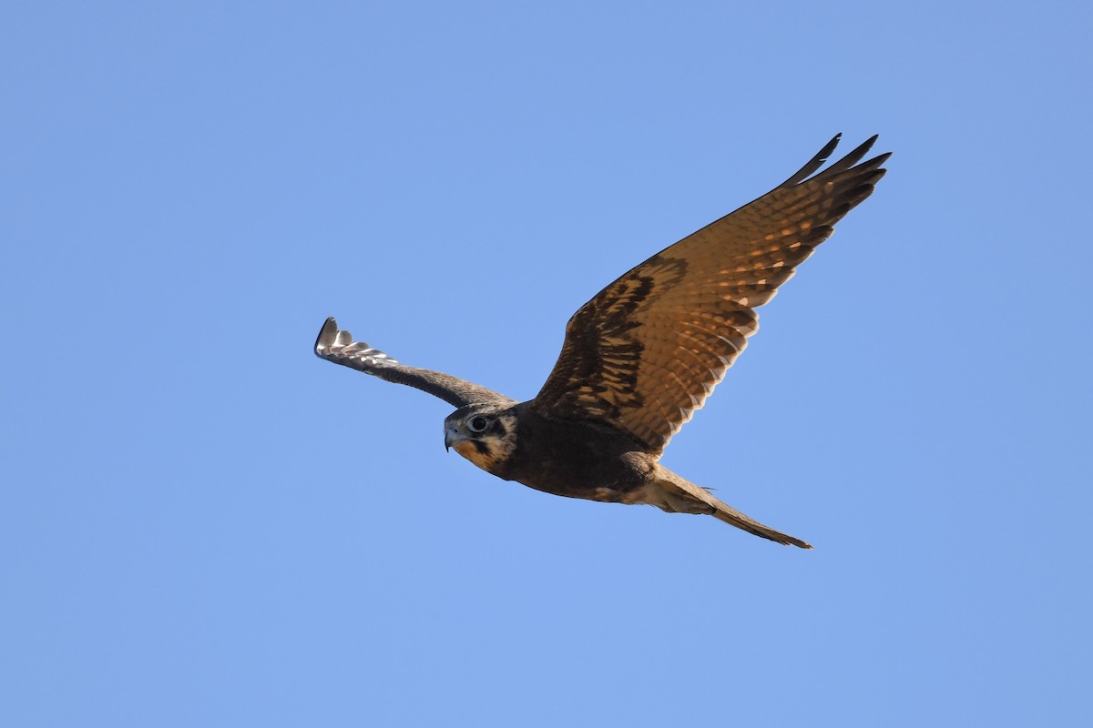 Brown Falcon - Harn Sheng Khor