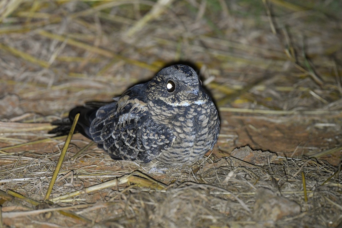 Spotted Nightjar - ML454314601