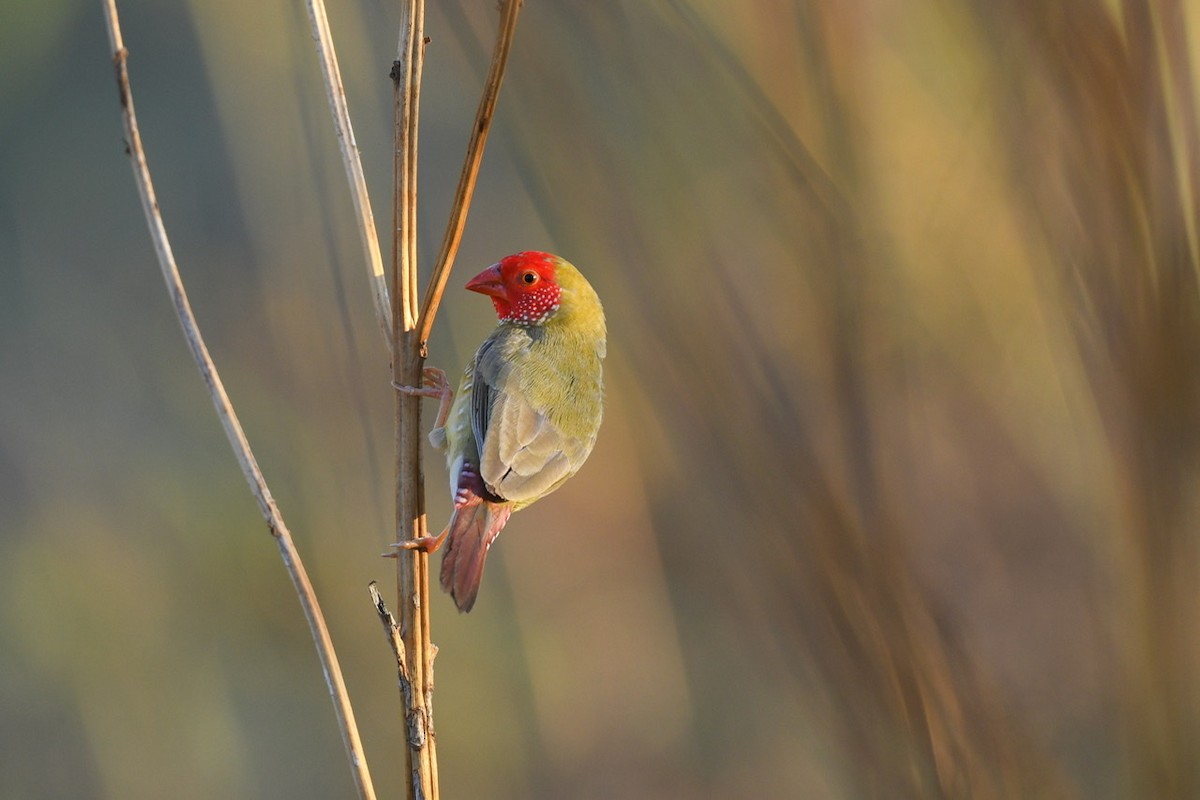 Star Finch - ML454314951