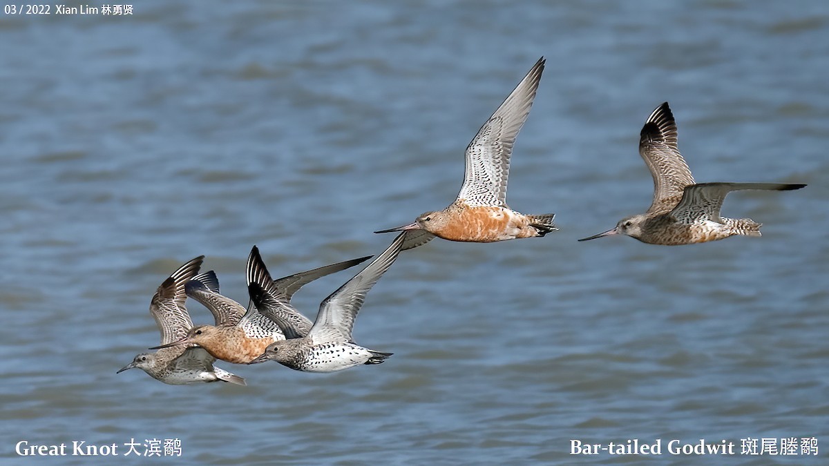 Great Knot - ML454315241