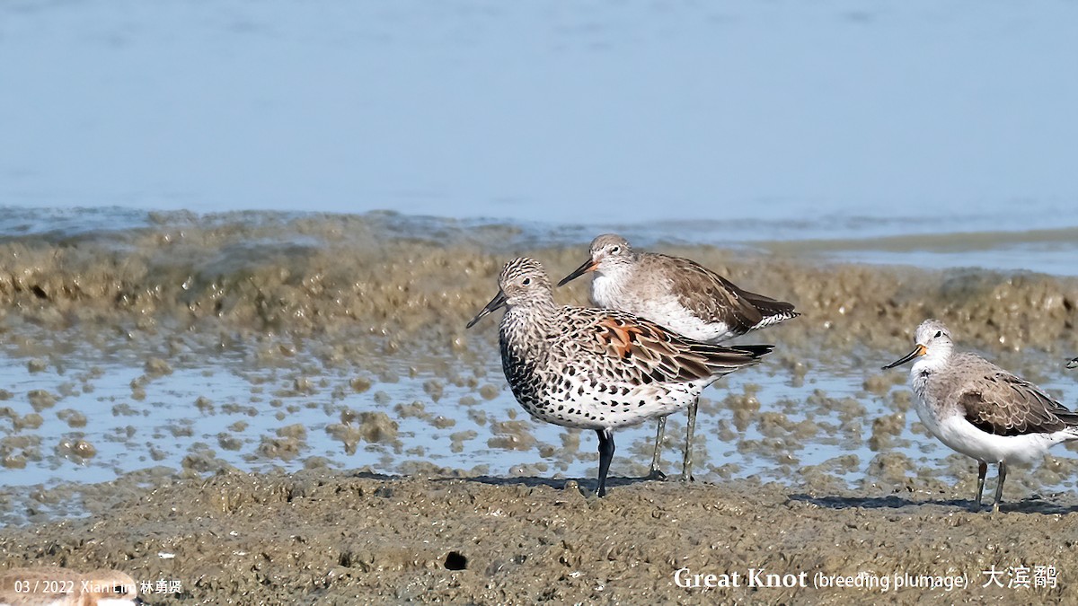 Great Knot - ML454315261