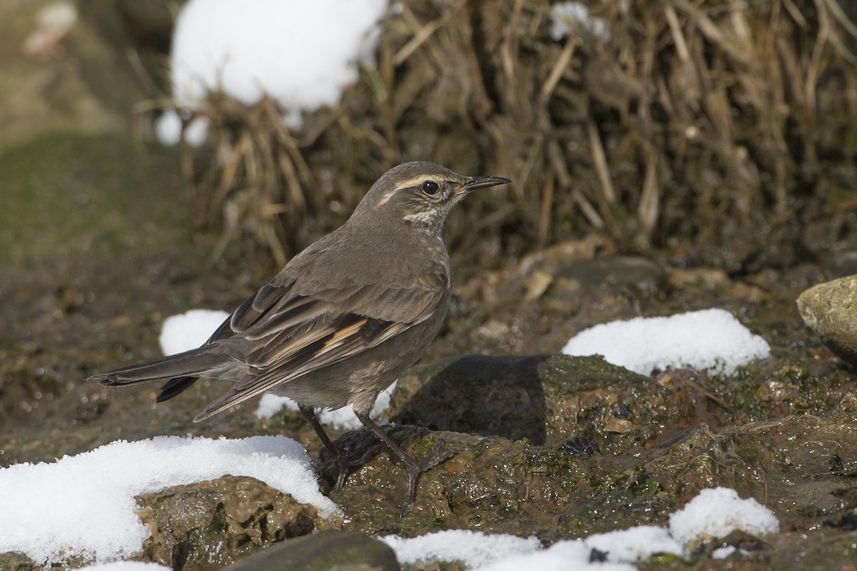 Buff-winged Cinclodes - ML454316211