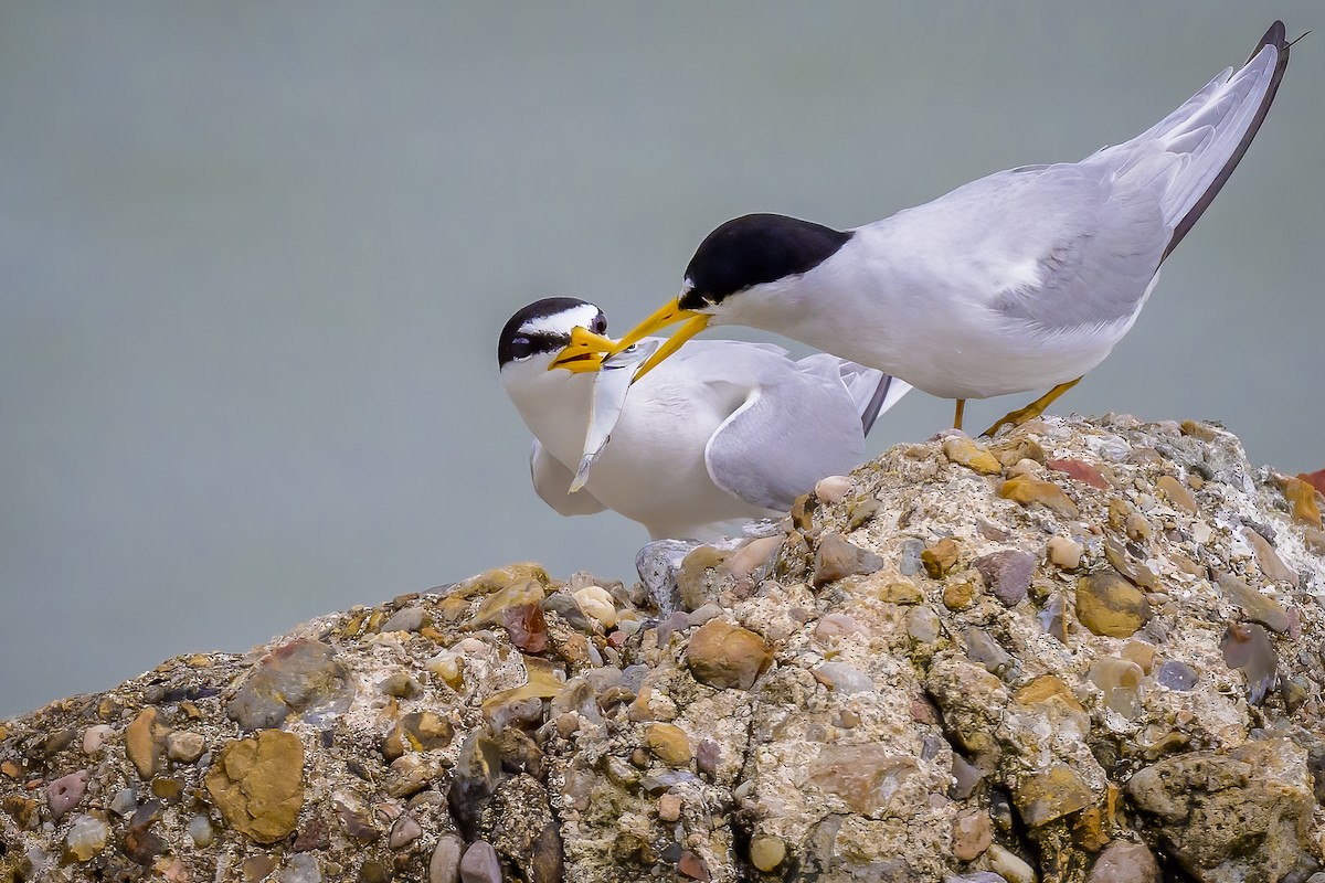 Least Tern - William Halladay