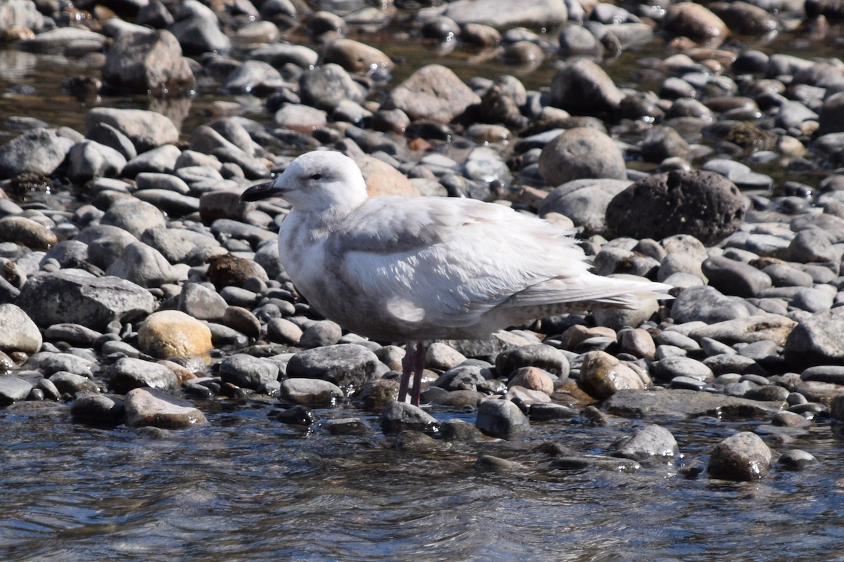 Gaviota de Bering - ML454316911