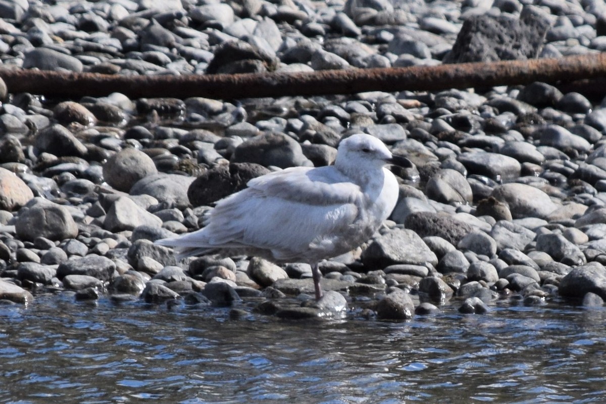 Gaviota de Bering - ML454316981