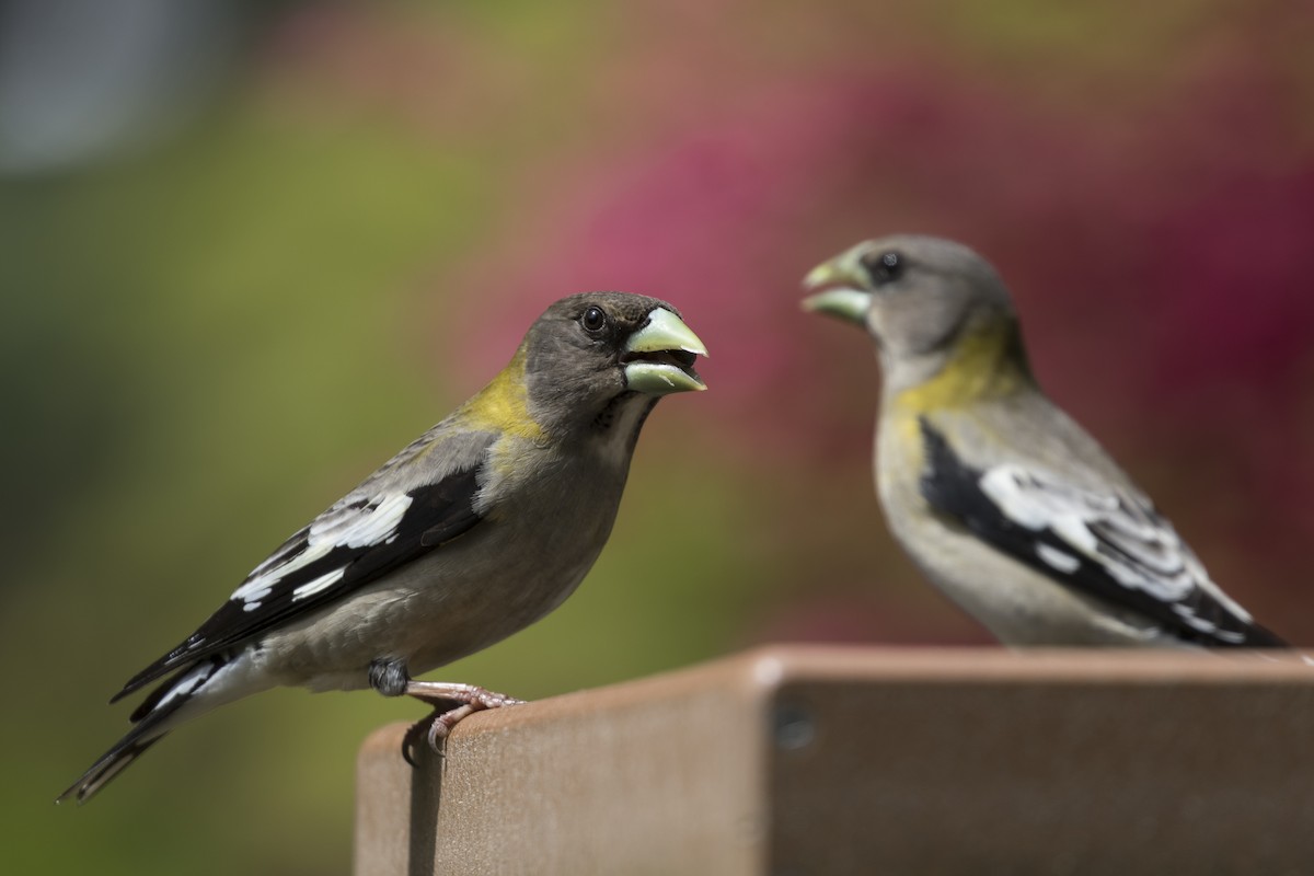 Evening Grosbeak - Anthony Gliozzo