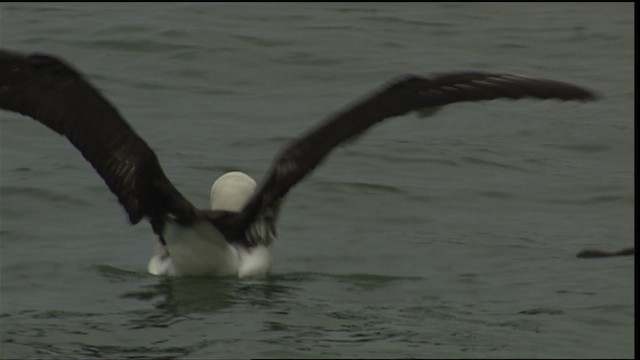 Laysan Albatrosu - ML454318