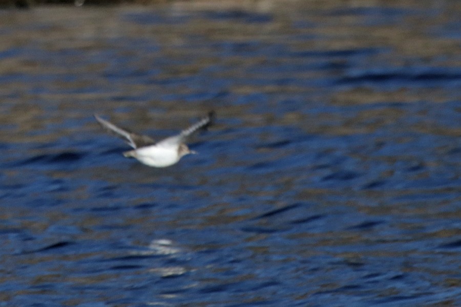 Common Sandpiper - Francisco Barroqueiro