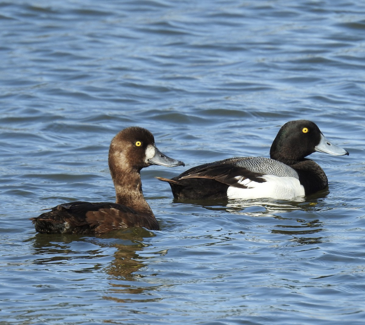 Greater Scaup - ML454318921