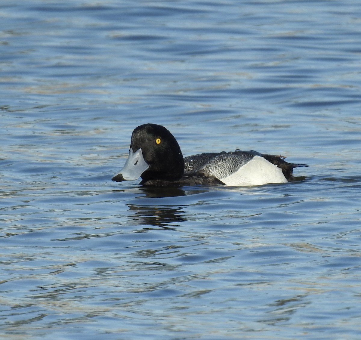 Greater Scaup - ML454318931