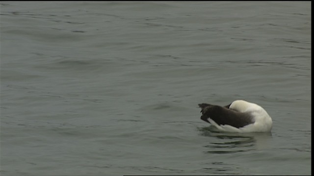 laysanalbatross - ML454319