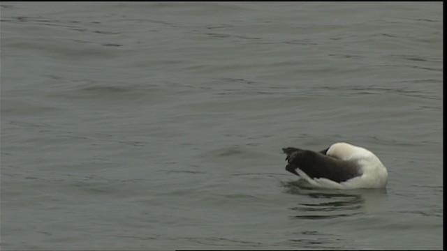 Albatros de Laysan - ML454319