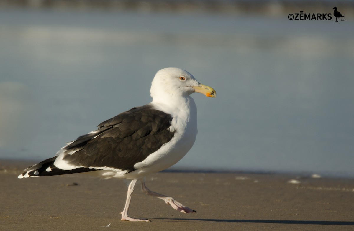 Great Black-backed Gull - José Marques
