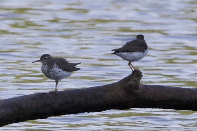 Spotted Sandpiper - ML454320781