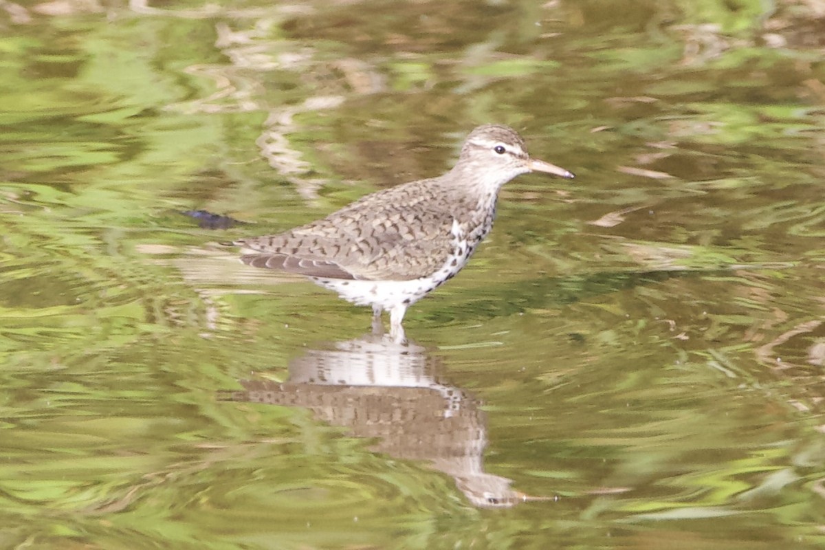 Spotted Sandpiper - ML454320791