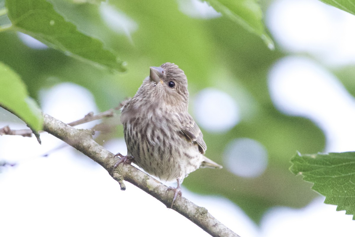 House Finch - ML454321121