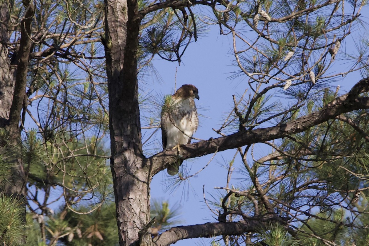 Red-tailed Hawk - ML454321151