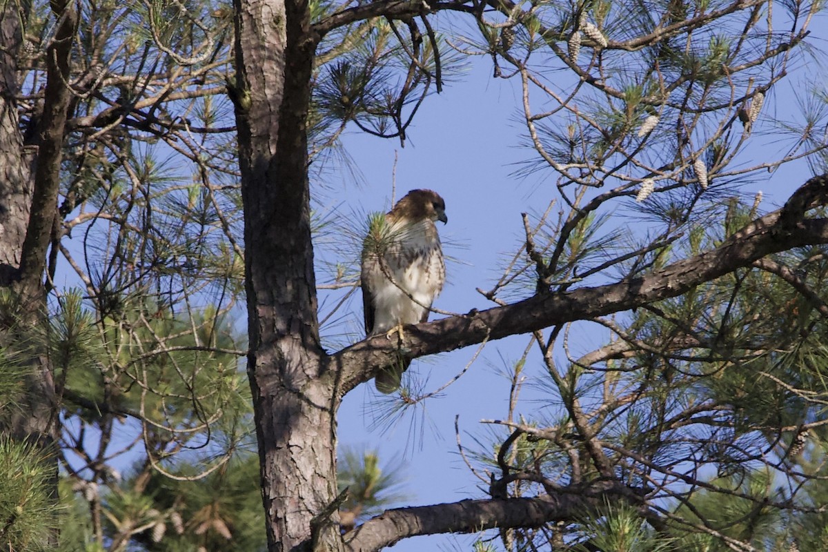 káně rudochvostá - ML454321151