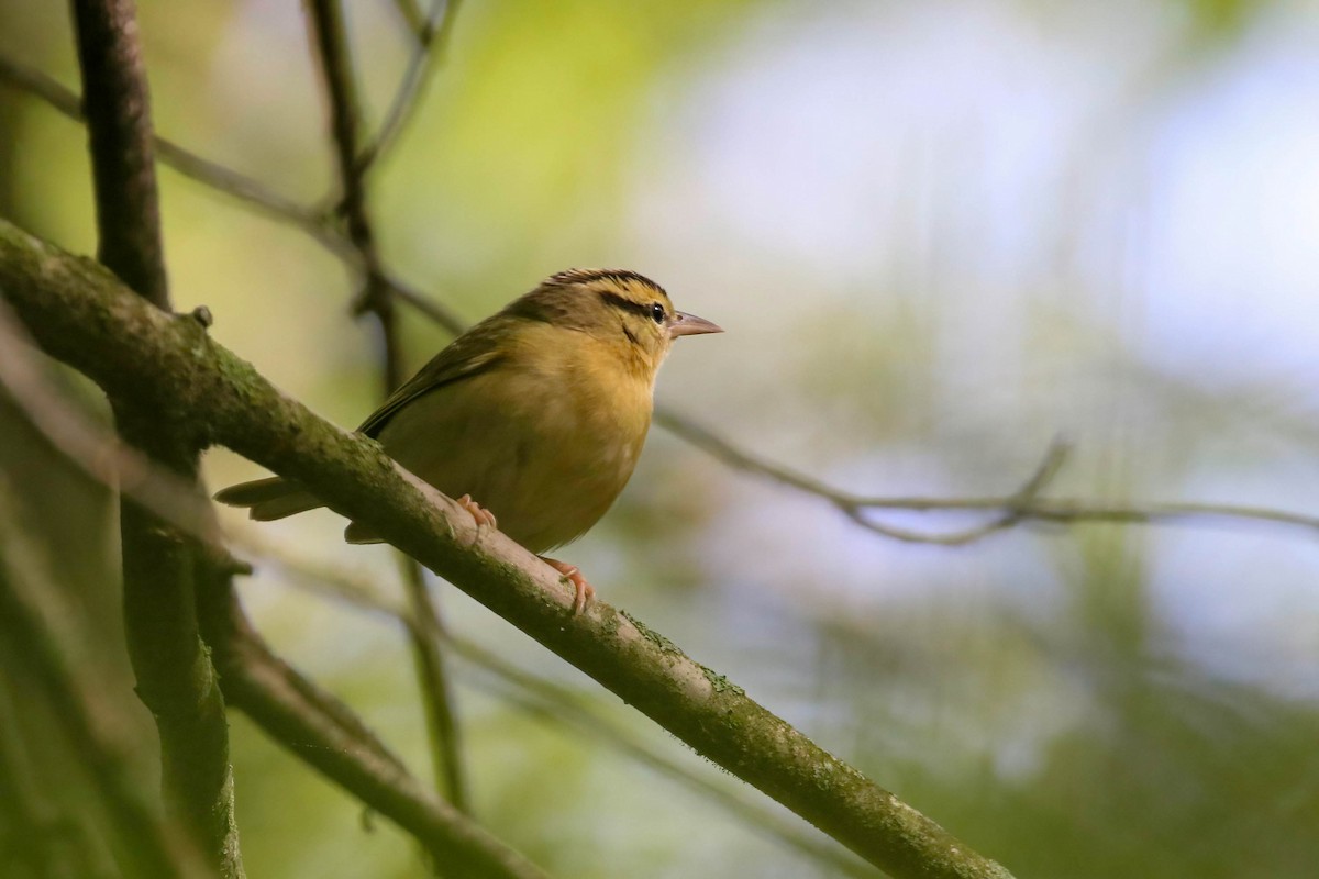 Worm-eating Warbler - Joseph Malott