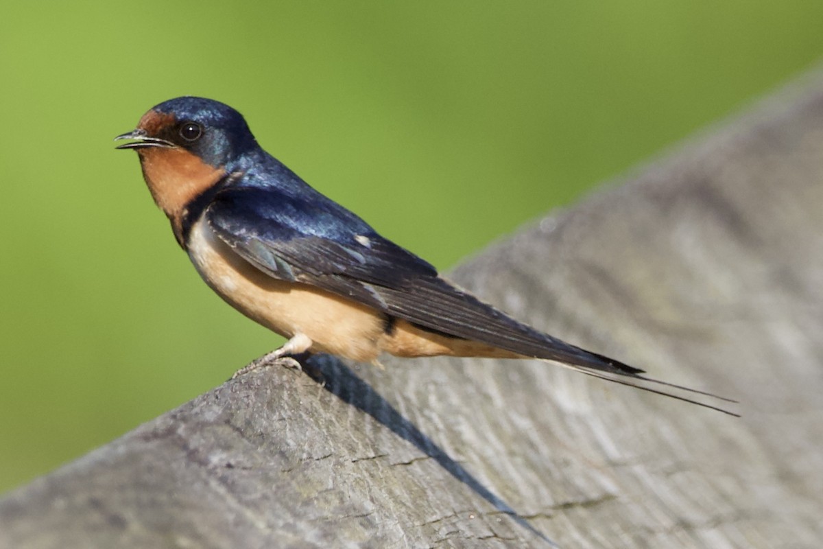 Barn Swallow - ML454321361