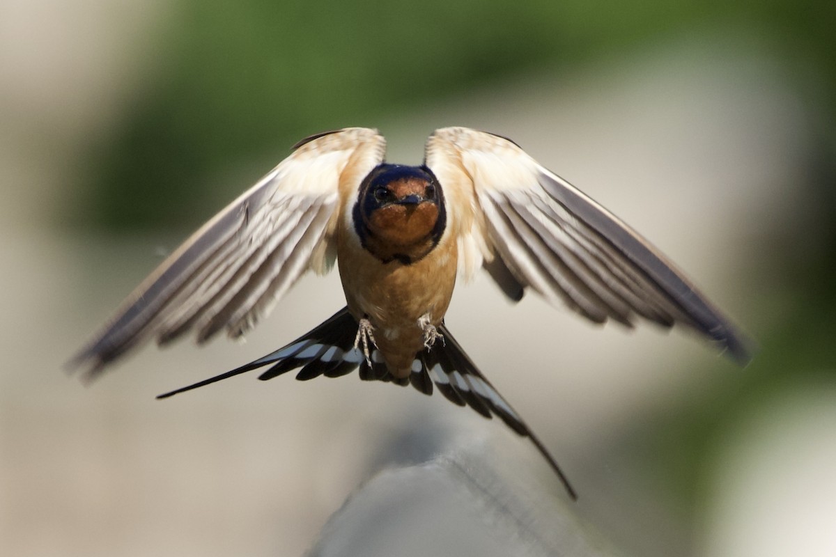 Barn Swallow - ML454321371