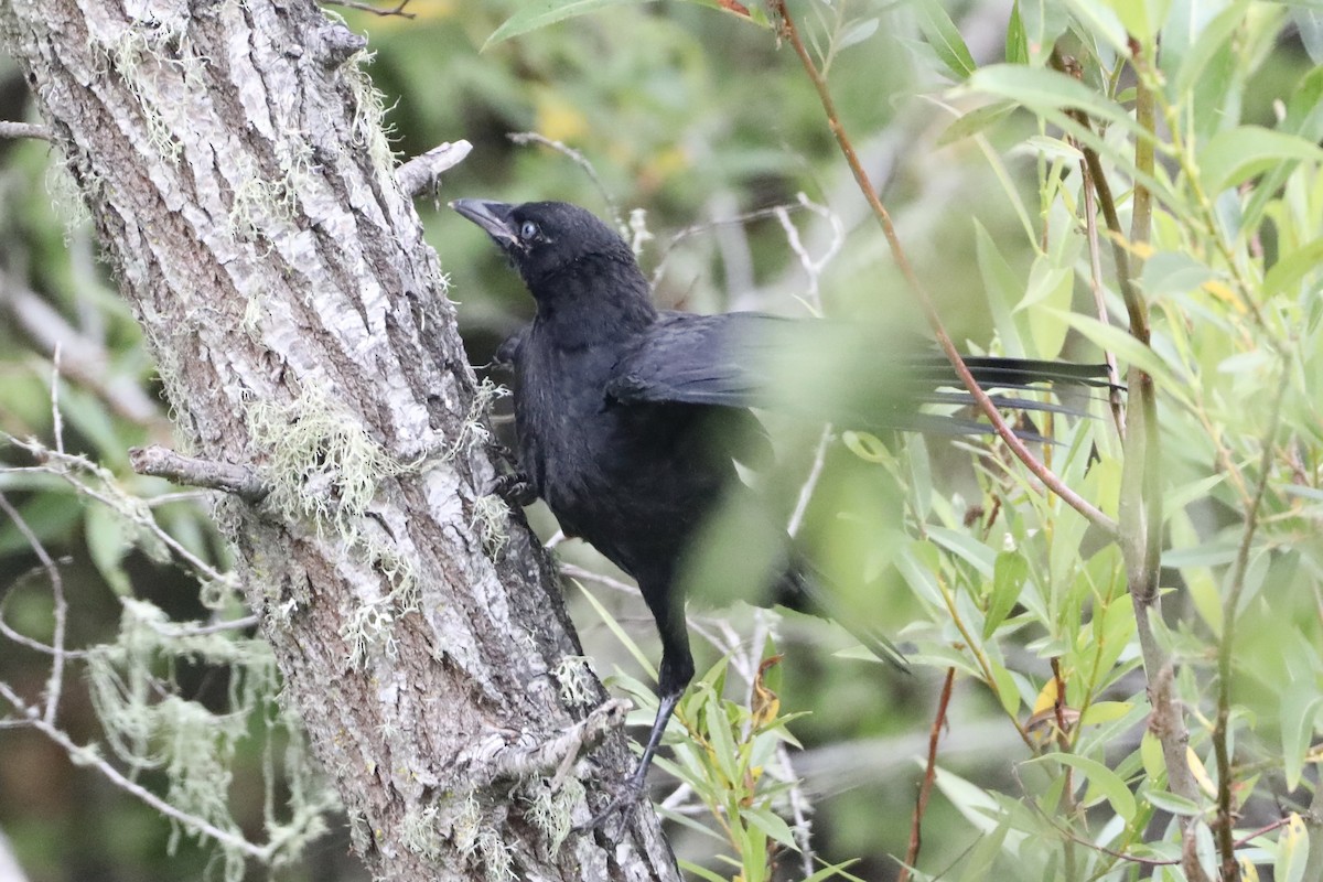 American Crow - ML454321631