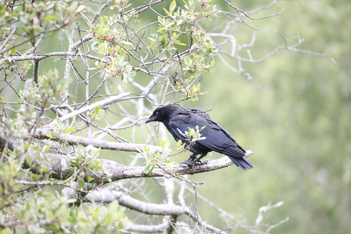 American Crow - ML454321911