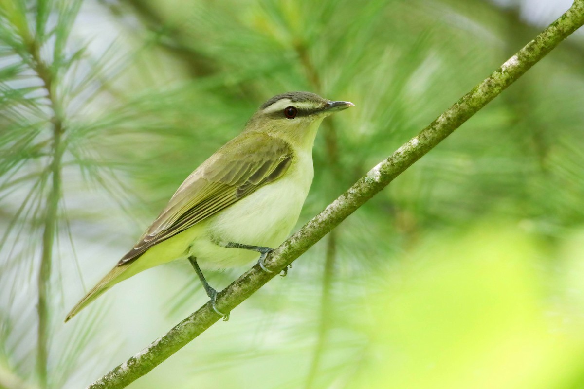 Red-eyed Vireo - Joseph Malott