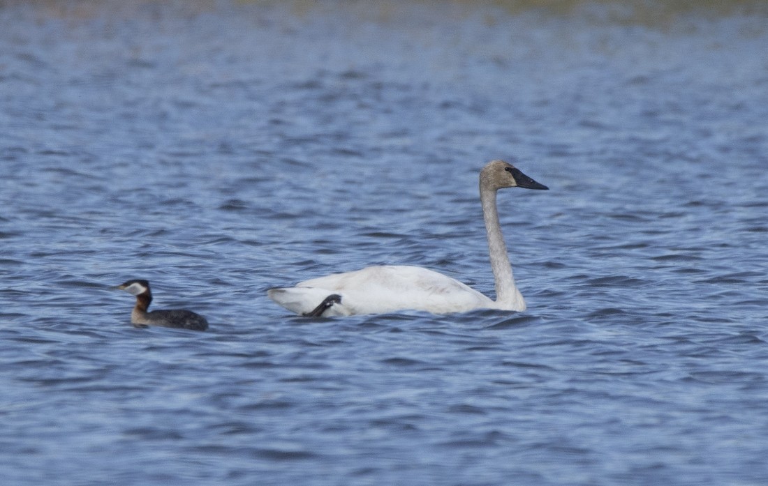 Trumpeter Swan - ML454322051