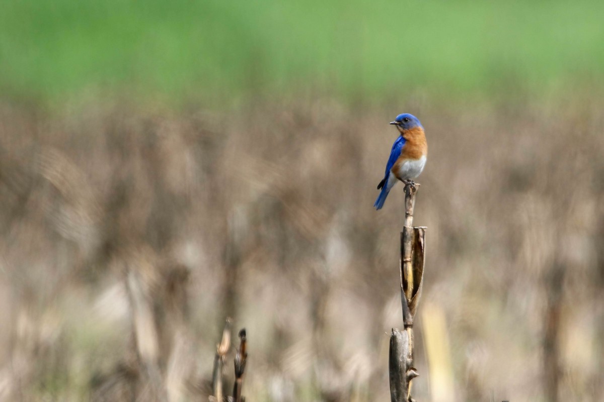 Eastern Bluebird - ML454322481