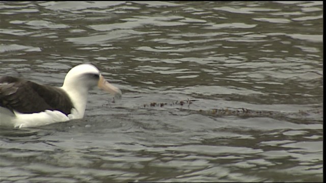 Laysan Albatross - ML454325