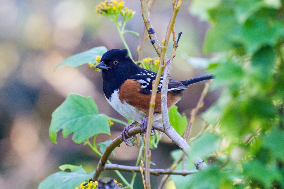 Spotted Towhee - ML45432611