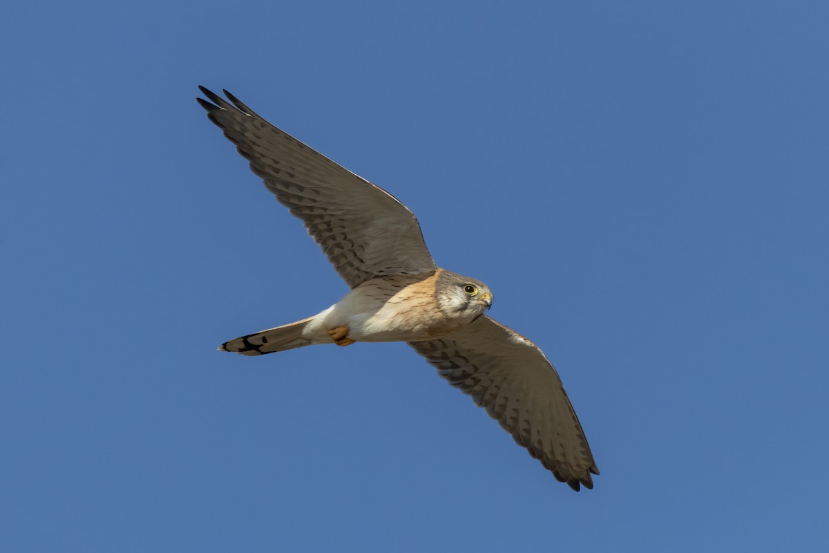 Nankeen Kestrel - ML454326901