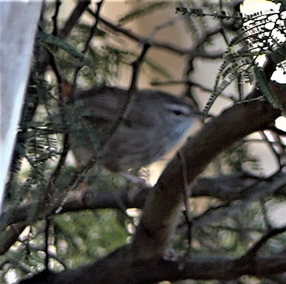 Chestnut-rumped Heathwren - ML454327001