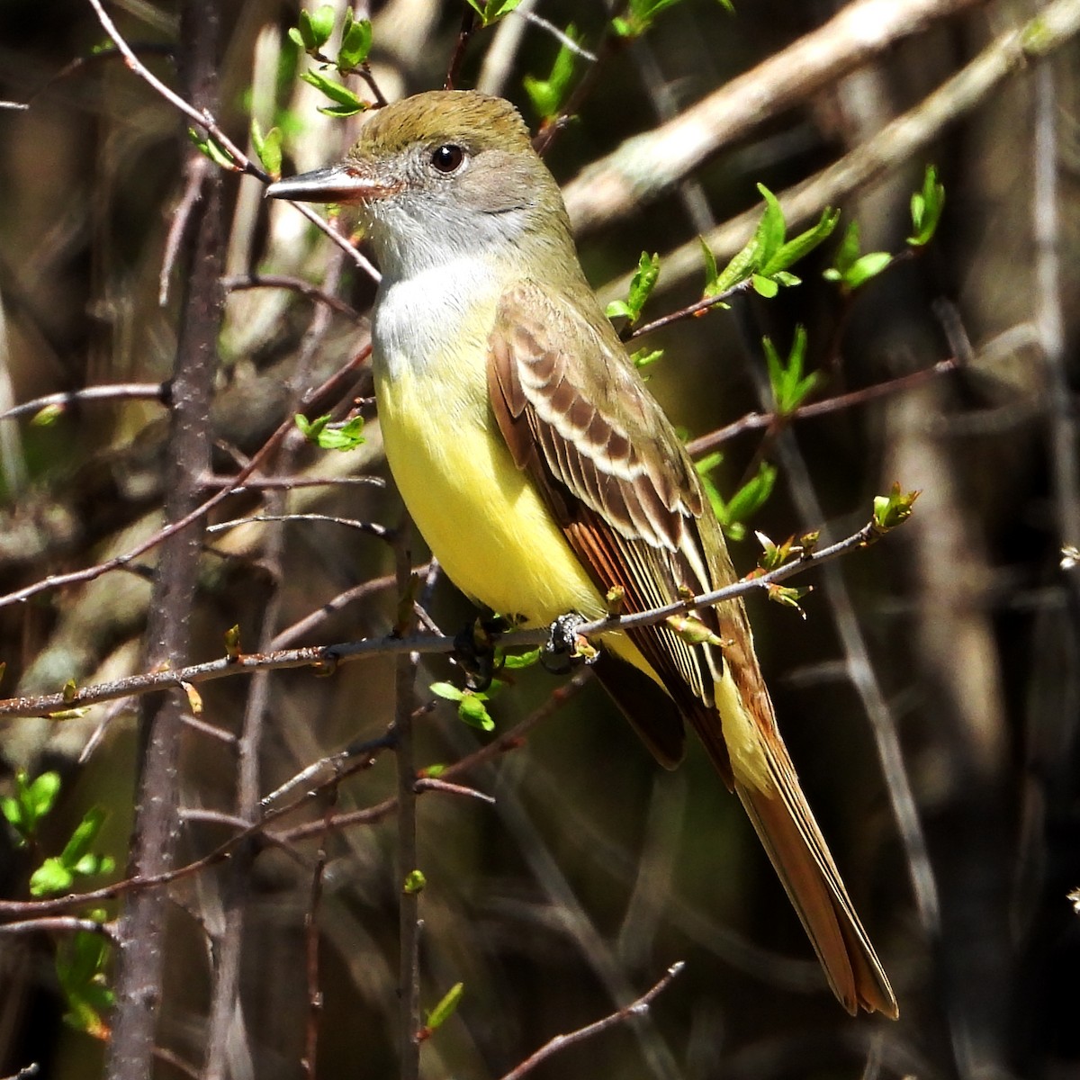Great Crested Flycatcher - ML454328371