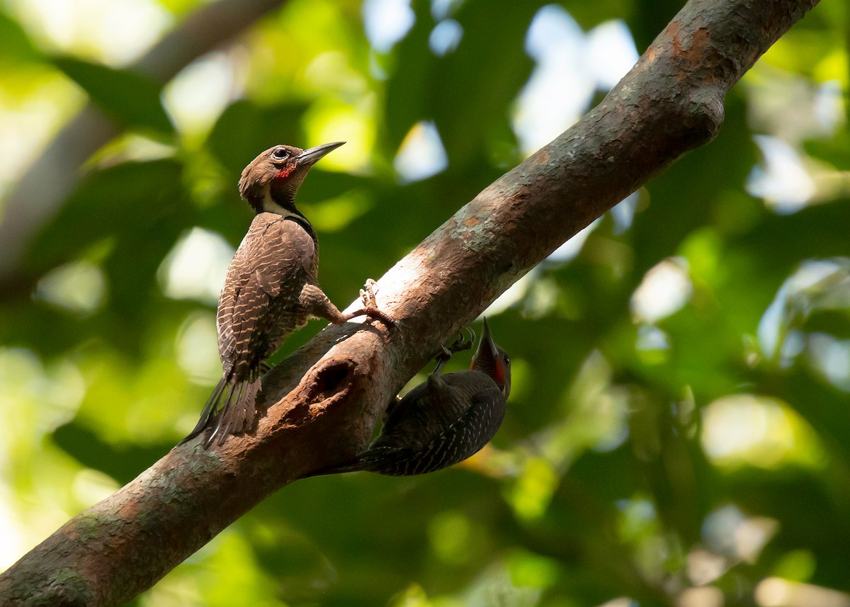 Buff-necked Woodpecker - ML454329551