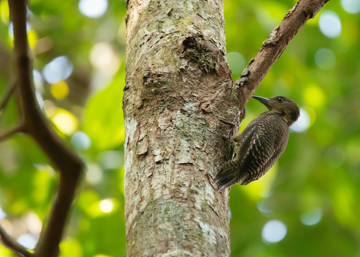 Buff-necked Woodpecker - ML454329581