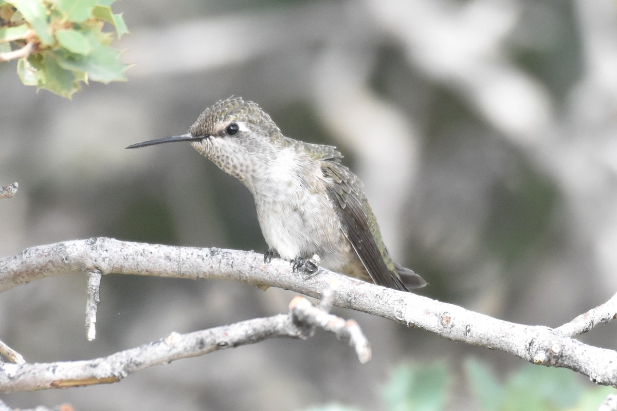 Costa's Hummingbird - ML454329611
